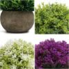 Unyqoos ® Kleurrijke Set van 4 Realistische Miniatuur Planten voor Diverse Interieurs en Ruimtes