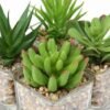 550x550-20849.jpg Unyqoos® Set van vier realistische vetplanten in glazen pot voor sfeervolle decoratie