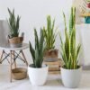 550x550-20850.jpg Unyqoos® Levensechte kunst Sansevieria plant voor interieur en exterieur decoratie