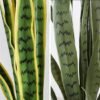 550x550-20851.jpg Unyqoos® Levensechte kunst Sansevieria plant voor interieur en exterieur decoratie