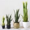 550x550-20853.jpg Unyqoos® Levensechte kunst Sansevieria plant voor interieur en exterieur decoratie