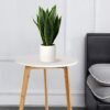 Unyqoos® Decoratieve kunstplant Sansevieria in stijlvolle keramische pot voor elk interieur