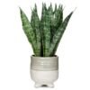 Unyqoos® Decoratieve kunstplant met keramische pot voor huis en kantoorinterieur