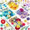 Unyqoos® Creatief Doe-het-zelf Pakket met 159 Unieke Gedroogde Bloemen en Pincet