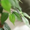 Unyqoos® Decoratieve kunstplant Ficus Benjamina van 150 cm voor interieur en kantoor