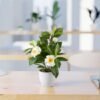 Unyqoos® Decoratieve kunstbloem Camelia in keramische pot voor elk interieur
