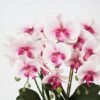 Unyqoos® Realistische orchidee kunstplant in keramische pot voor huisdecoratie