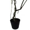Unyqoos® Realistische kunstplant met gedraaid ontwerp en grote Monstera bladeren, groente, 60 cm