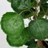 Unyqoos® Decoratieve en Onderhoudsvrije Kunstplant van 45 cm voor Binnen en Buiten