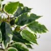 Unyqoos® Decoratieve kunstplant ficus in pot voor elke ruimte en interieurstijl