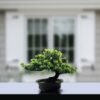 550x550-22173.jpg Unyqoos® Levensechte decoratieve bonsai-boom voor binnenhuis en kantoor inrichting