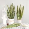 550x550-22357.jpg Unyqoos® Set van drie kunstplanten Sansevieria voor interieurdecoratie thuis en op kantoor