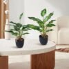550x550-22916.jpg Unyqoos® Set van twee kunstplanten in pot voor decoratie thuis of op kantoor