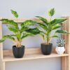550x550-22972.jpg Unyqoos® Set van twee levensechte kunstplanten voor stijlvolle interieurdecoratie