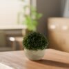 Unyqoos® Decoratieve set van drie realistische kunstplanten in potten