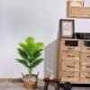 Unyqoos® Levensechte kunstpalm voor sfeervolle decoratie binnenshuis en buitenshuis