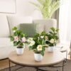 Unyqoos® Kunstplanten Camellia in Keramische Pot voor Stijlvolle Decoratie