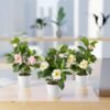 Unyqoos® Kunstplanten Camellia in Keramische Pot voor Stijlvolle Decoratie
