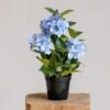 Unyqoos® Decoratieve kunsthortensia met pot voor een sfeervol interieur