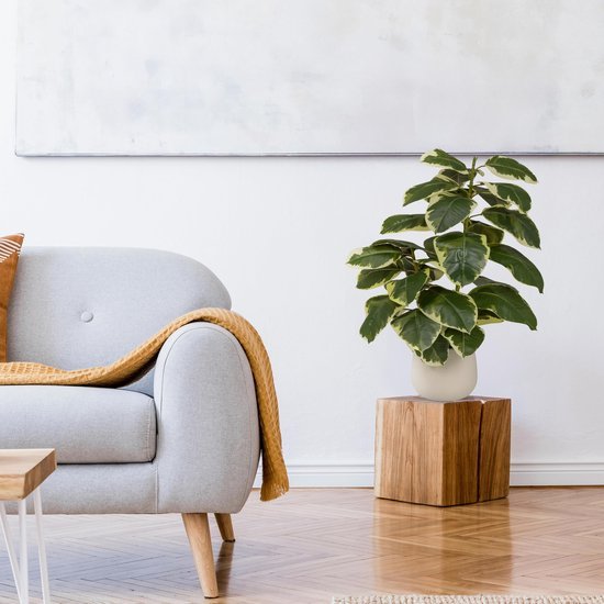 Unyqoos® Groenblijvende kunstplant Ficus elastica met realistische uitstraling voor elk interieur