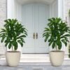 550x550-23646.jpg Unyqoos® Levensechte kunstplant Dracaena met elegante pot voor binnen en buiten