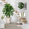 550x550-23649.jpg Unyqoos® Levensechte kunstplant Dracaena met elegante pot voor binnen en buiten