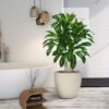 550x550-23652.jpg Unyqoos® Levensechte kunstplant Dracaena met elegante pot voor binnen en buiten