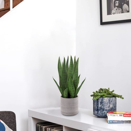 Unyqoos® Levensechte decoratieve kunstplant Sanseveria in cementpot voor interieur