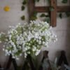 550x550-23725.jpg Unyqoos® Set van 12 Witte Kunstbloemen voor Decoratie en Bloemstukken