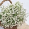550x550-23726.jpg Unyqoos® Set van 12 Witte Kunstbloemen voor Decoratie en Bloemstukken