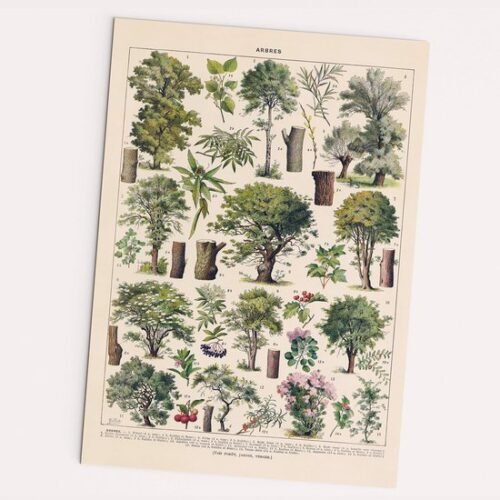 550x550-44688.jpg Unyqoos® Vintage Poster met Diverse Boomsoorten op Hoogwaardig Papier in A2 Formaat