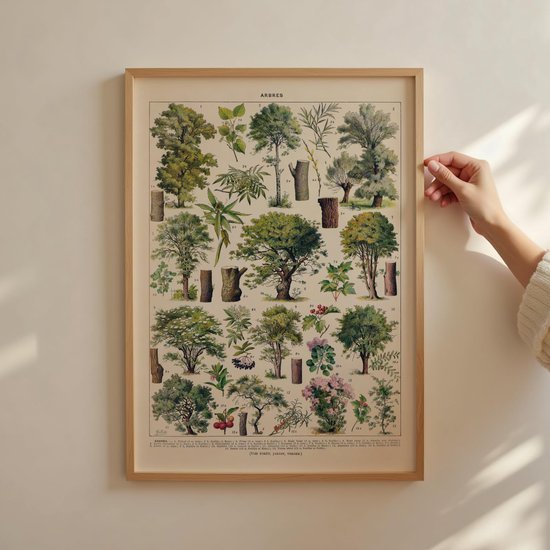 550x550-44689.jpg Unyqoos® Vintage Poster met Diverse Boomsoorten op Hoogwaardig Papier in A2 Formaat