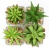 550x556-41.jpg Unyqoos® Set van vier realistische vetplanten in glazen pot voor sfeervolle decoratie