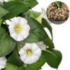 Unyqoos® Realistische kunsthangplant met bloemen voor interieurdecoratie van 65 cm, fuchsia, 65cm