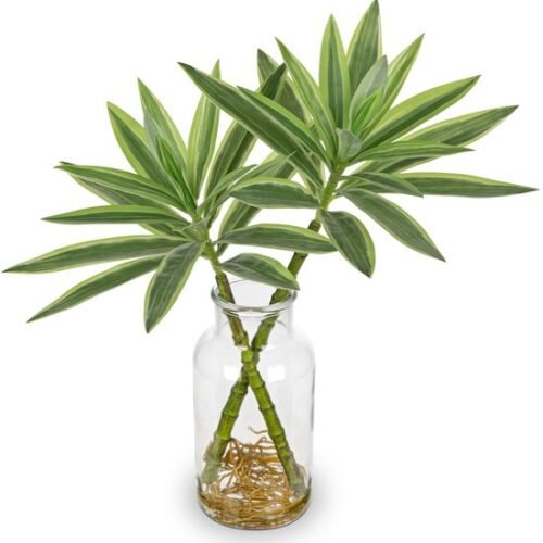 Unyqoos® Levensechte Dracaena Kamerplant in Stijlvolle Glasvaas voor Interieurdecoratie, groente, 36 cm