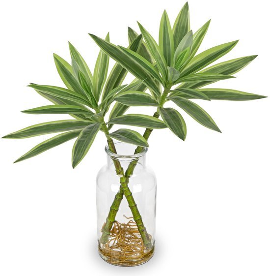 550x561-29.jpg Unyqoos® Levensechte Dracaena Kamerplant in Stijlvolle Glasvaas voor Interieurdecoratie, groente, 36 cm