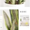 550x568-19.jpg Unyqoos® Set van drie kunstplanten Sansevieria voor interieurdecoratie thuis en op kantoor