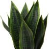 Unyqoos® Decoratieve kunstplant Sansevieria in stijlvolle keramische pot voor elk interieur