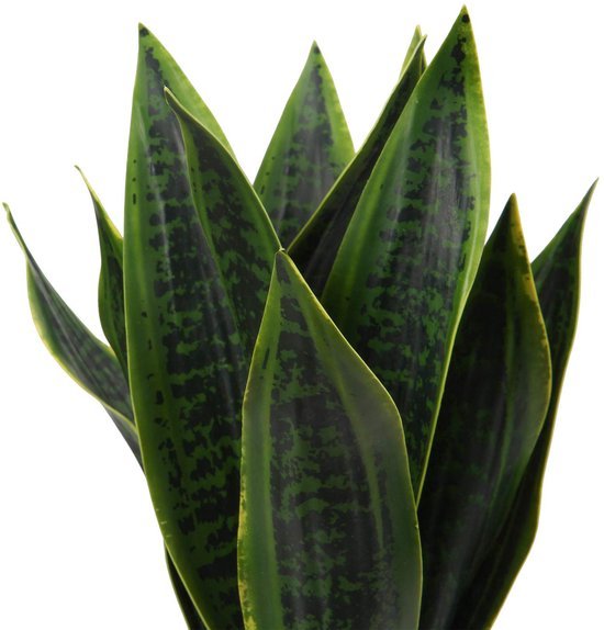 Unyqoos® Decoratieve kunstplant Sansevieria in stijlvolle keramische pot voor elk interieur