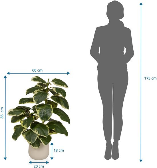Unyqoos® Groenblijvende kunstplant Ficus elastica met realistische uitstraling voor elk interieur