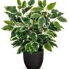 Unyqoos® Decoratieve kunstplant ficus in pot voor elke ruimte en interieurstijl