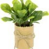 550x594-18.jpg Unyqoos® Set van zes kunstmatige kruidenplanten in decoratieve potjes voor huisdecoratie, groente, 12cm, stuks 6