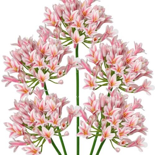 Unyqoos® Set van 5 Roze Sierlelies van 75 cm voor Decoratieve Bloemstukken