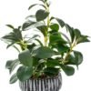 Unyqoos® Groene kunstplant met rustieke pot voor diverse interieurstijlen