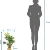 Unyqoos® Decoratieve kunstpalm met mand voor huis en tuin, onderhoudsvrij 65 cm