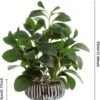 Unyqoos® Decoratieve kunstplant Peperomia in stevige cementpot voor binnen en buiten