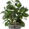 Unyqoos® Decoratieve kunstplant Peperomia in stevige cementpot voor binnen en buiten