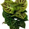 Unyqoos® Realistische kunstplant van 85 cm met pot voor interieurdecoratie