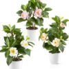 Unyqoos® Kunstplanten Camellia in Keramische Pot voor Stijlvolle Decoratie