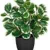 Unyqoos® Realistische 37 cm Kunstplant in Pot voor Huis en Kantoor Decoratie, groente, 37cm